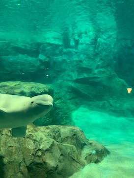 名古屋港水族館に投稿された画像（2022/5/4）