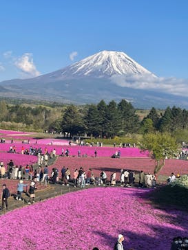 富士芝桜まつり(富士本栖湖リゾート)に投稿された画像（2022/5/4）
