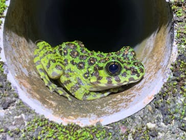 奄美ナイトツアーサービスに投稿された画像（2022/5/4）