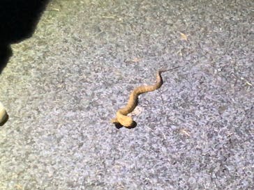 奄美ナイトツアーサービスに投稿された画像（2022/5/4）