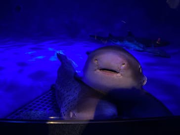 新江ノ島水族館に投稿された画像（2022/5/4）