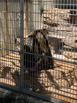 天王寺動物園に投稿された画像（2022/5/4）