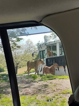 秋吉台自然動物公園 サファリランドに投稿された画像（2022/5/4）