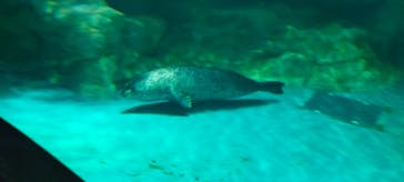 アクアワールド茨城県大洗水族館に投稿された画像（2022/5/4）