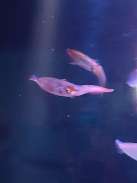 大分マリーンパレス水族館 「うみたまご」に投稿された画像（2022/5/4）