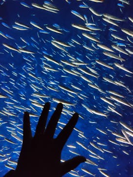 大分マリーンパレス水族館 「うみたまご」に投稿された画像（2022/5/4）