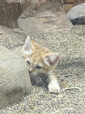 那須どうぶつ王国に投稿された画像（2022/5/4）