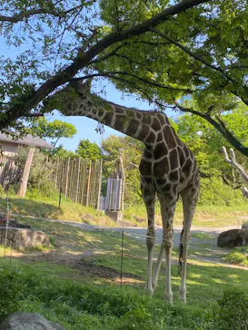 天王寺動物園に投稿された画像（2022/5/4）