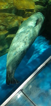 しながわ水族館に投稿された画像（2022/5/4）