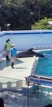 しながわ水族館に投稿された画像（2022/5/4）