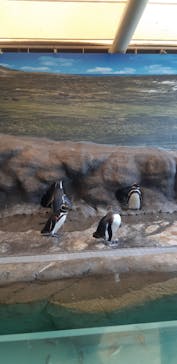 しながわ水族館に投稿された画像（2022/5/4）