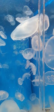 しながわ水族館に投稿された画像（2022/5/4）