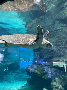 名古屋港水族館に投稿された画像（2022/5/4）
