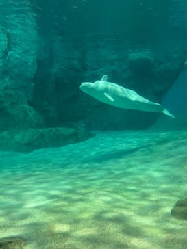 名古屋港水族館に投稿された画像（2022/5/4）