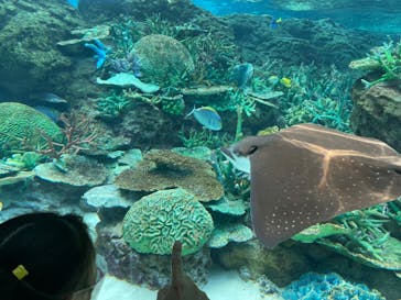 名古屋港水族館に投稿された画像（2022/5/4）