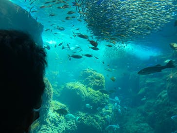 新江ノ島水族館に投稿された画像（2022/5/5）