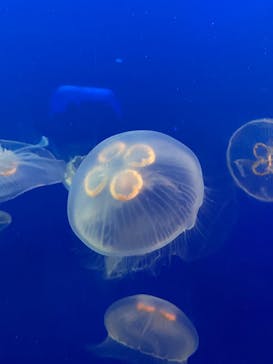 新江ノ島水族館に投稿された画像（2022/5/5）