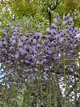 星の王子さまミュージアム 箱根サン=テグジュペリに投稿された画像（2022/5/5）