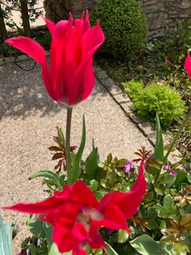 星の王子さまミュージアム 箱根サン=テグジュペリに投稿された画像（2022/5/5）