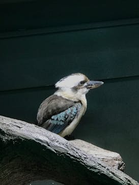 カワスイ 川崎⽔族館に投稿された画像（2022/5/5）