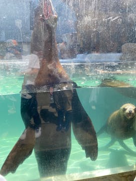 城崎マリンワールドに投稿された画像（2022/5/5）