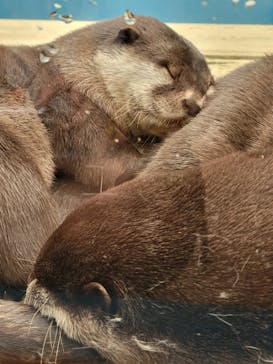ゼロ距離水族館 伊勢シーパラダイスに投稿された画像（2022/5/5）