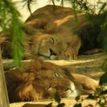 群馬サファリパークに投稿された画像（2022/5/5）