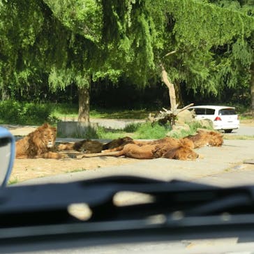 群馬サファリパークに投稿された画像（2022/5/5）