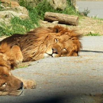 群馬サファリパークに投稿された画像（2022/5/5）