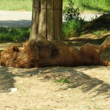 群馬サファリパークに投稿された画像（2022/5/5）