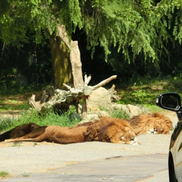群馬サファリパークに投稿された画像（2022/5/5）