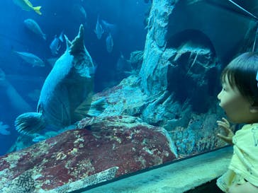 大分マリーンパレス水族館 「うみたまご」に投稿された画像（2022/5/5）