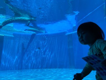 大分マリーンパレス水族館 「うみたまご」に投稿された画像（2022/5/5）