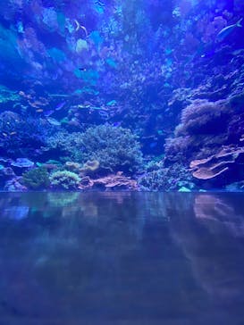 大分マリーンパレス水族館 「うみたまご」に投稿された画像（2022/5/5）