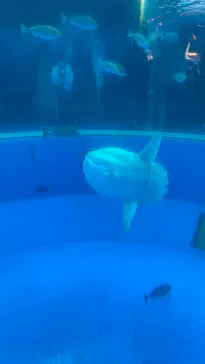 横浜・八景島シーパラダイスに投稿された画像（2022/5/5）