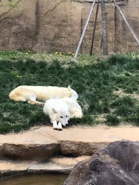 那須どうぶつ王国に投稿された画像（2022/5/5）