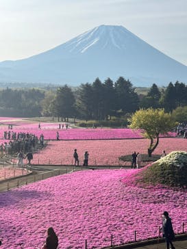 富士芝桜まつり(富士本栖湖リゾート)に投稿された画像（2022/5/5）