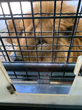 群馬サファリパークに投稿された画像（2022/5/5）