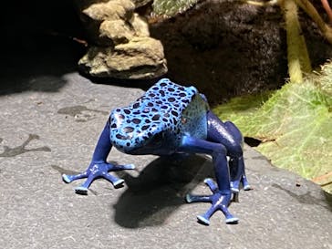 サンシャイン水族館に投稿された画像（2022/5/5）