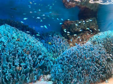サンシャイン水族館に投稿された画像（2022/5/5）
