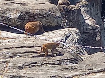 東武動物公園に投稿された画像（2022/5/5）