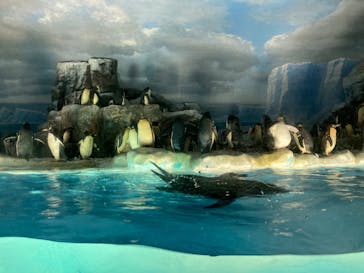 名古屋港水族館に投稿された画像（2022/5/5）