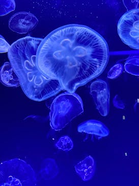 名古屋港水族館に投稿された画像（2022/5/5）