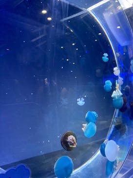 名古屋港水族館に投稿された画像（2022/5/5）