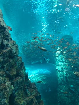 上越市立水族博物館 うみがたりに投稿された画像（2022/5/5）