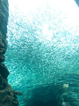 上越市立水族博物館 うみがたりに投稿された画像（2022/5/5）