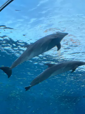 横浜・八景島シーパラダイスに投稿された画像（2022/5/5）
