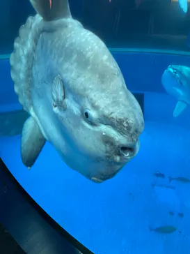 横浜・八景島シーパラダイスに投稿された画像（2022/5/5）