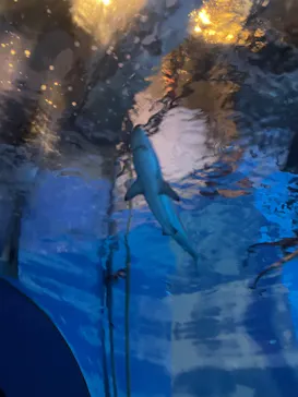 横浜・八景島シーパラダイスに投稿された画像（2022/5/5）