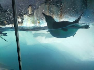 名古屋港水族館に投稿された画像（2022/5/5）